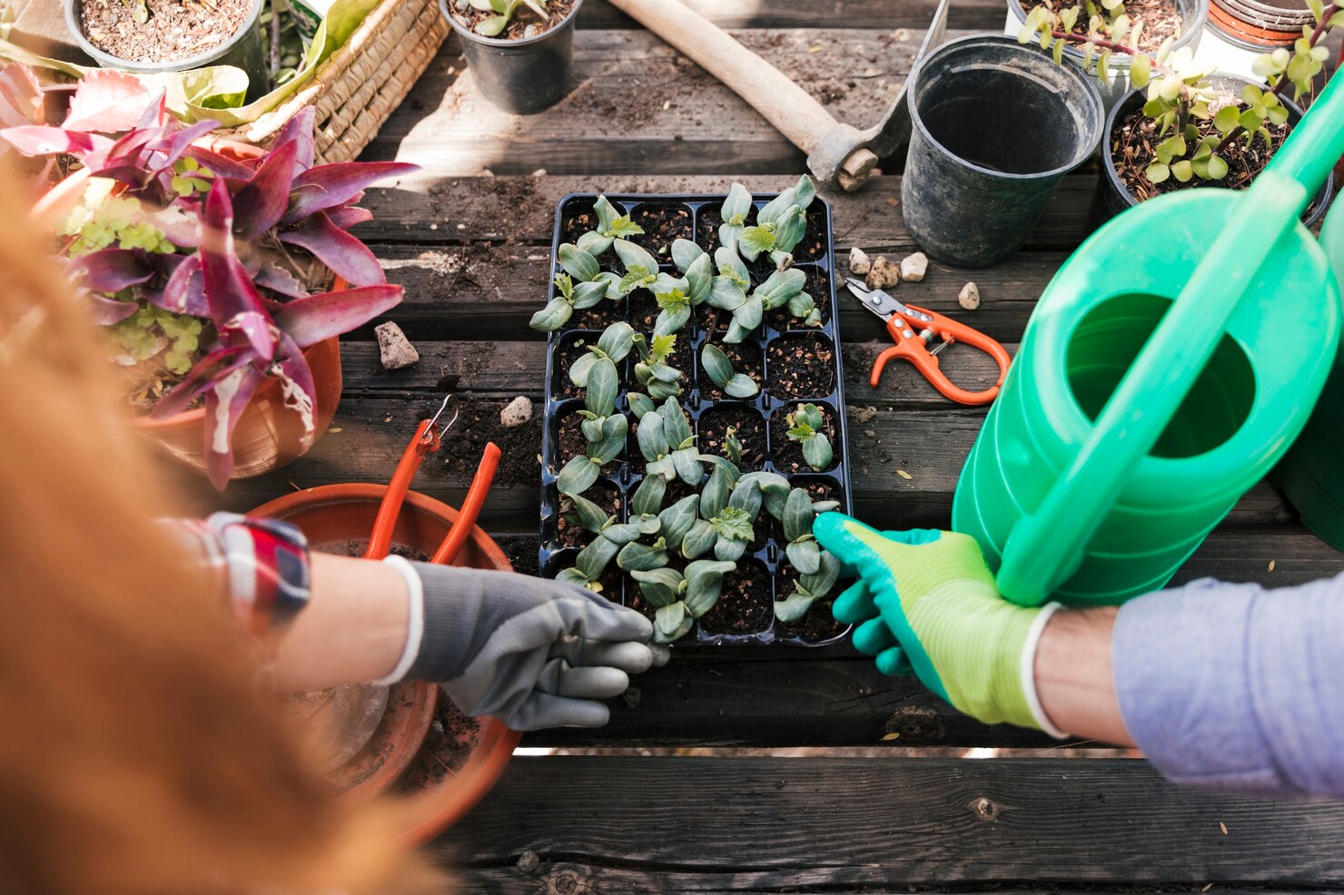 overhead-view-male-female-gardener-touching-seedling-plants-crate_23-2148165252